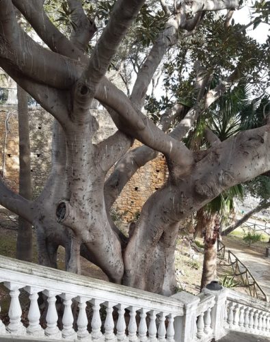 ficus-macrofilia-villa-comunale1