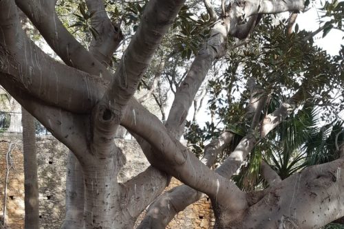 ficus-macrofilia-villa-comunale2